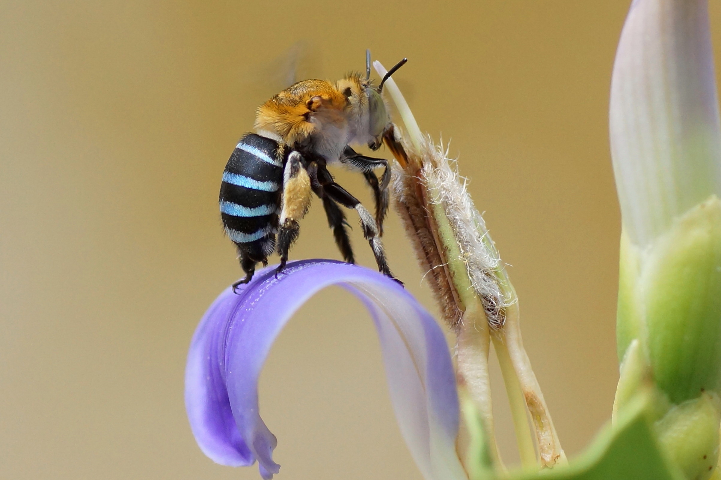 Blue banded bee