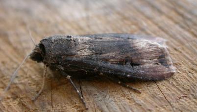 Bogong moth