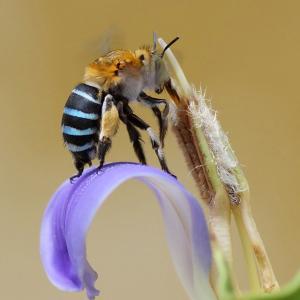 Blue banded bee