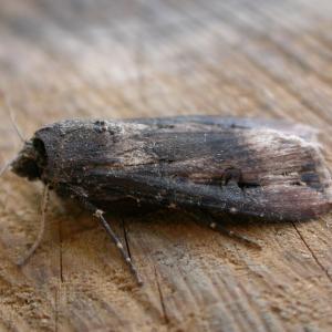 Bogong moth