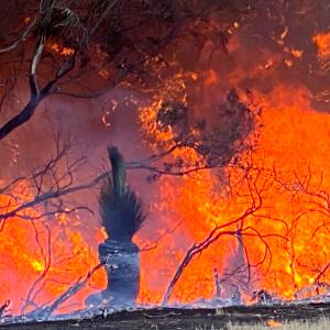 Bushfire