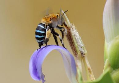 Blue banded bee