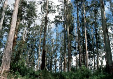 Mountain ash