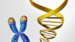 stock image of a chromosome showing its telomeres