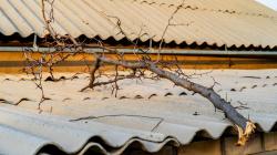 Fallen tree branch on corrigated roof