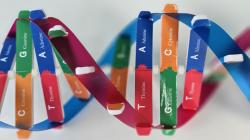 Model of DNA structure