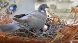 Dove with egg in nest