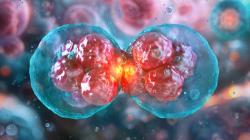 Eukaryotic cell division process