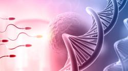Sperm cells moving towards an egg cell