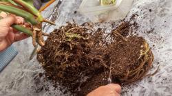 Cleaning of old roots and soil from Monstera bush