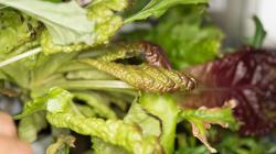 Red lettuce being grown in space