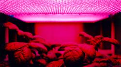 LED panel and plants