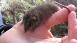 Antechinus