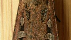 Bogong moth
