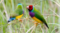Two Gouldian finches
