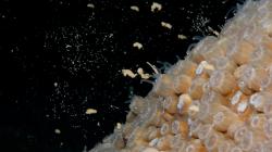 Coral spawning